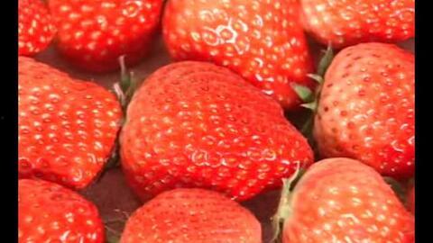 草莓国产视频,探寻本土草莓种植的魅力与风采  第2张